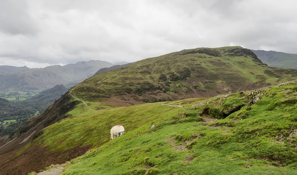 A sheep grazing on the grassy south ridge of Catbells
